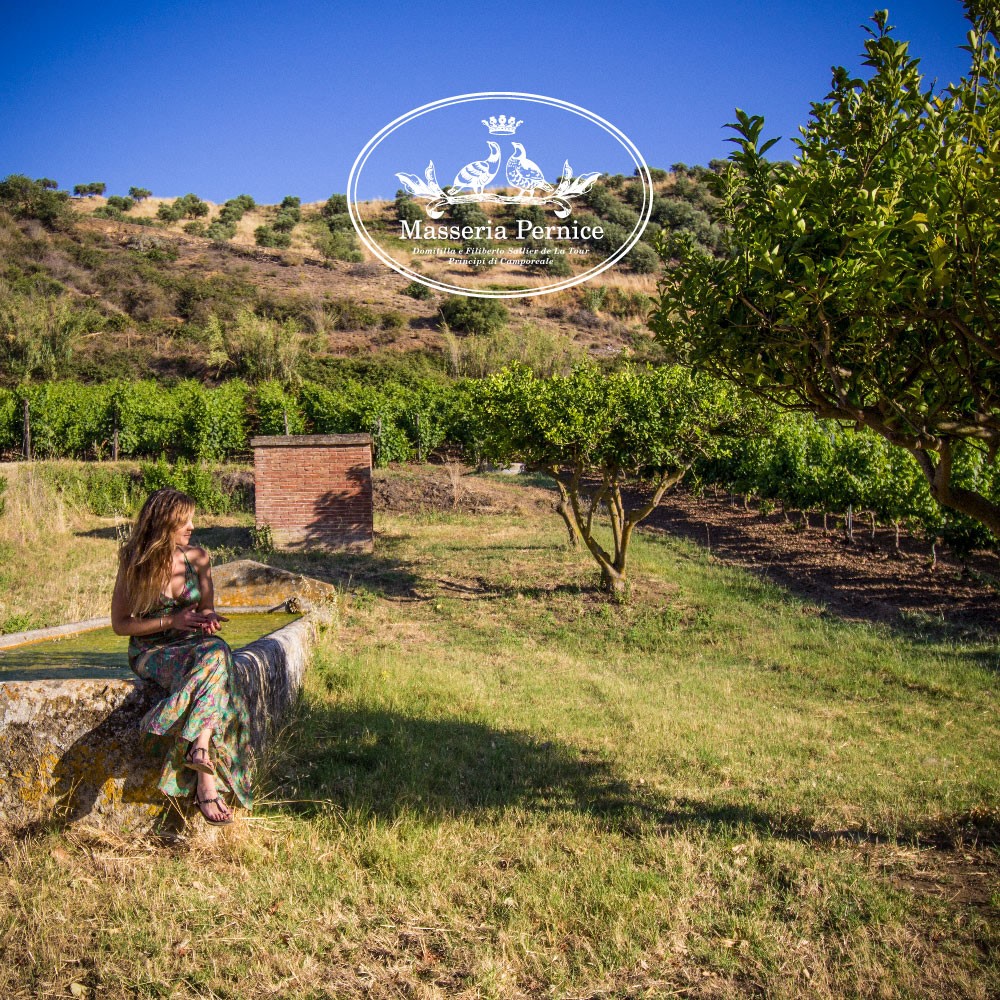 Monreale Sicily Olive Groves